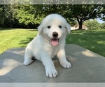 Small #3 Great Pyrenees
