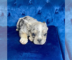 Small #9 French Bulldog