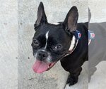 Small Photo #3 French Bulldog Puppy For Sale in Corona, CA, USA