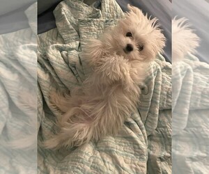 Father of the Morkie puppies born on 10/16/2025