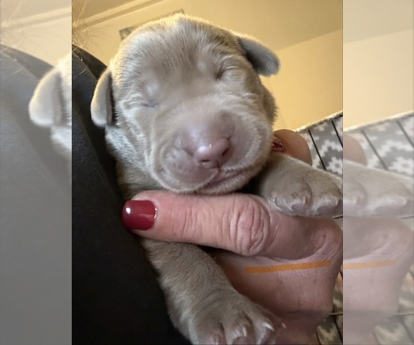 Medium Photo #1 Labrador Retriever Puppy For Sale in OSYKA, MS, USA