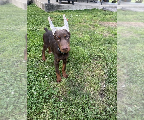 Medium Photo #2 Doberman Pinscher Puppy For Sale in LAFAYETTE, TN, USA