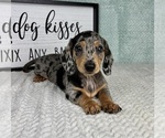 Small #1 Dachshund