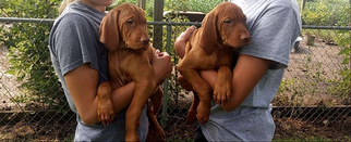 Vizsla Puppy for sale in HULL, IA, USA