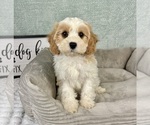 Small #1 Cavapoo