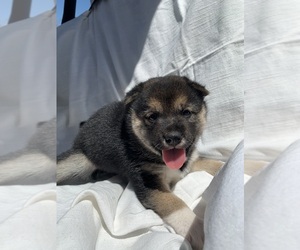 Shiba Inu Puppy for Sale in TUCSON, Arizona USA