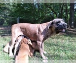 Small Photo #8 Cane Corso Puppy For Sale in HARLETON, TX, USA
