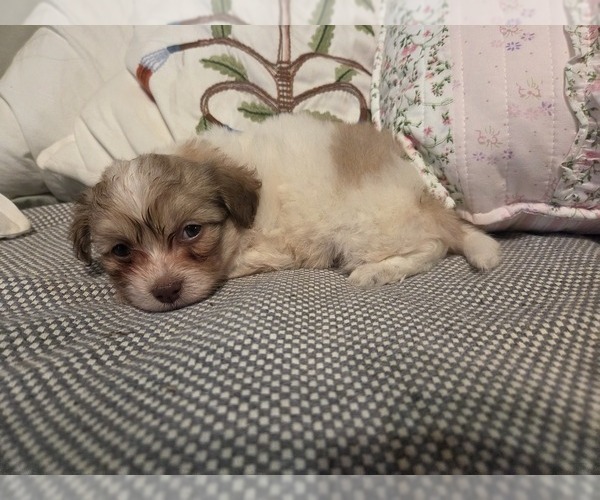 Medium Photo #44 Maltipom-Pomeranian Mix Puppy For Sale in HUDSON, MA, USA