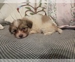 Small #43 Maltipom-Pomeranian Mix