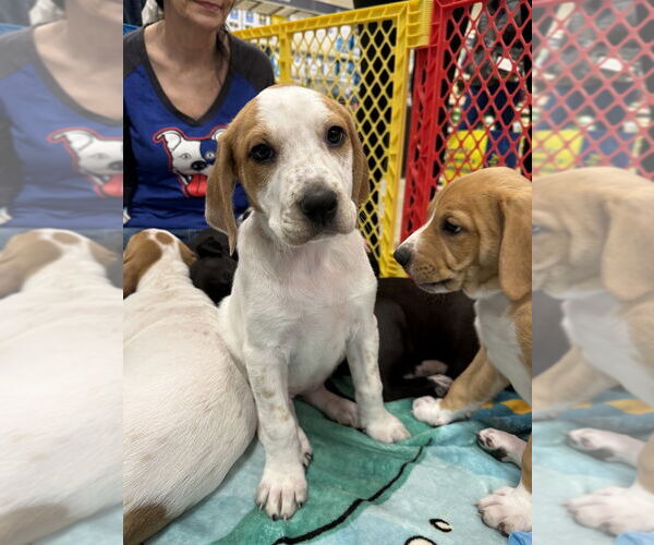 Medium Photo #3 Mutt Puppy For Sale in Wenonah, NJ, USA