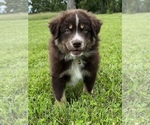 Small Photo #4 Australian Shepherd Puppy For Sale in NEOSHO, MO, USA