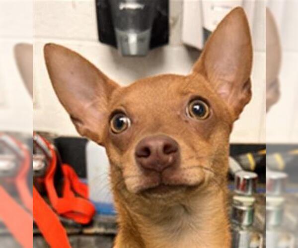 Medium Photo #1 Chihuahua Puppy For Sale in Woodland, CA, USA