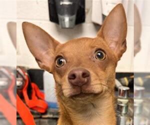 Chihuahua Dogs for adoption in Woodland, CA, USA