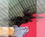 Small #1 Poodle (Toy)