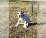 Small Photo #3 Great Dane Puppy For Sale in BUNCETON, MO, USA