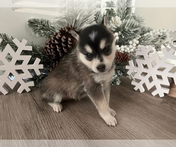 Medium Photo #4 Alaskan Klee Kai Puppy For Sale in WILLIAMSBURG, OH, USA