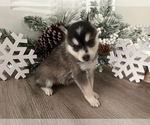 Small #3 Alaskan Klee Kai