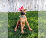 Small Photo #7 Mutt Puppy For Sale in Sandy, UT, USA