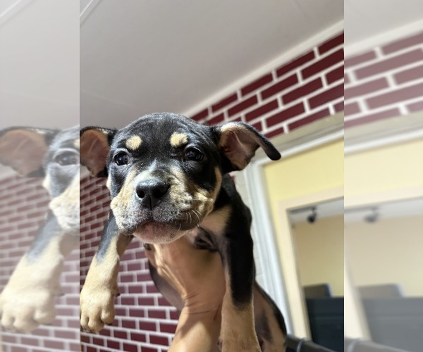 Medium Photo #5 American Bully Puppy For Sale in SEBRING, FL, USA