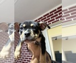 Small #4 American Bully