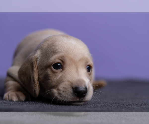 Medium Photo #25 Dachshund Puppy For Sale in CROWLEY, TX, USA