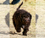Small Photo #11 Spanish Water Dog Puppy For Sale in SIMLA, CO, USA