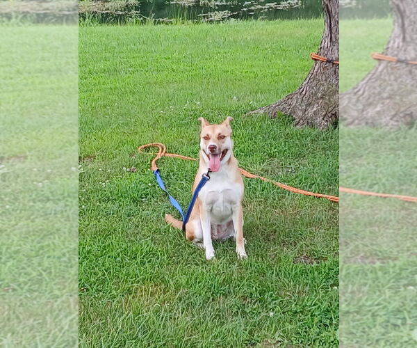 Medium Photo #2 Mutt Puppy For Sale in Foristell, MO, USA