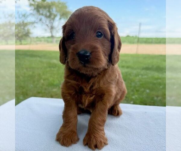Medium Photo #1 Goldendoodle (Miniature) Puppy For Sale in ARCOLA, IL, USA