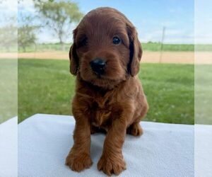 Goldendoodle (Miniature) Puppy for sale in ARCOLA, IL, USA