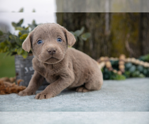 Medium Photo #2 Labrador Retriever Puppy For Sale in HOLMESVILLE, OH, USA