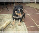 Small Photo #1 English Shepherd Puppy For Sale in LITTLE WASHINGTON, OH, USA