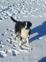 Border Collie Puppy for sale in BRAYTON, IA, USA
