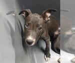 Small American Pit Bull Terrier