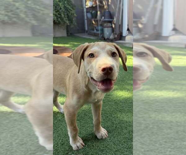 Medium Photo #7 Golden Labrador Puppy For Sale in Cave Creek, AZ, USA
