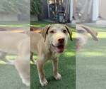 Small Photo #7 Golden Labrador Puppy For Sale in Cave Creek, AZ, USA