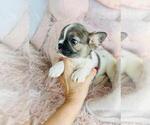 Small #7 French Bulldog