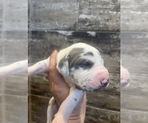 Great Dane Puppy for sale in IOWA PARK, TX, USA