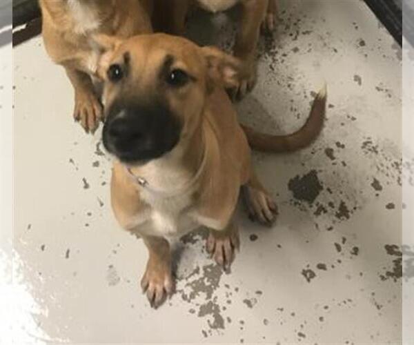 Medium Photo #1 Mutt Puppy For Sale in Conroe, TX, USA