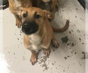 Mutt Dogs for adoption in Conroe, TX, USA