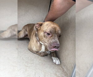 Mutt Dogs for adoption in Oklahoma City, OK, USA