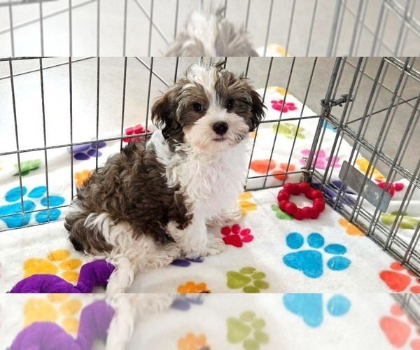 Medium Photo #5 Havashire Puppy For Sale in ORO VALLEY, AZ, USA