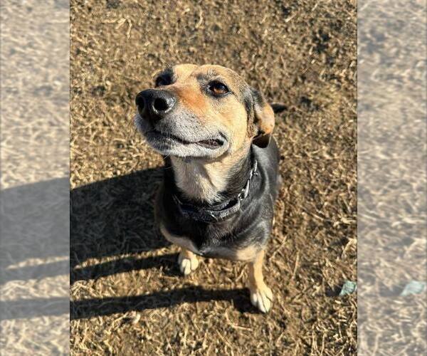 Medium Photo #1 Beagle-Unknown Mix Puppy For Sale in Evansville, IN, USA