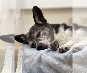 Calvin - Male Chihuahua-Unknown Mix Dog for Adoption - Photo #4