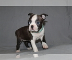 Small #1 Boston Terrier