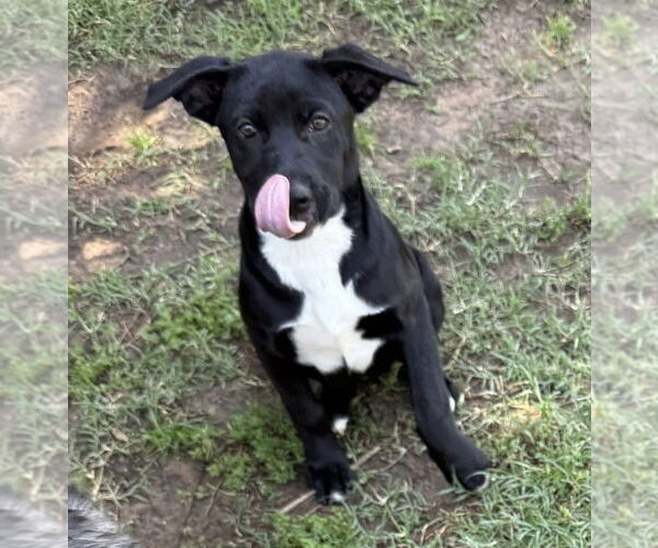 Medium Photo #21 Labrador Retriever-Unknown Mix Puppy For Sale in OKLAHOMA CITY, OK, USA