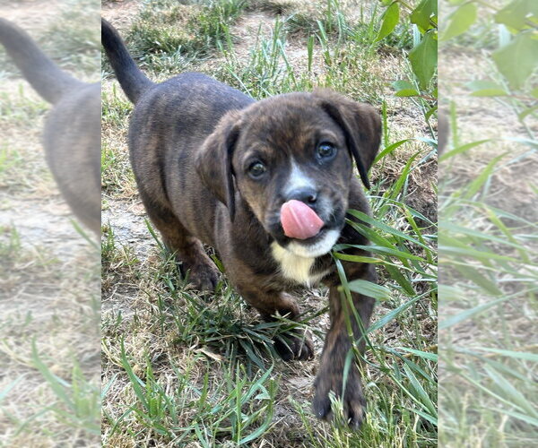 Medium Photo #3 Mutt Puppy For Sale in Mooresville, NC, USA