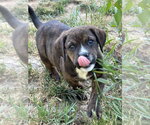 Small #2 Mutt