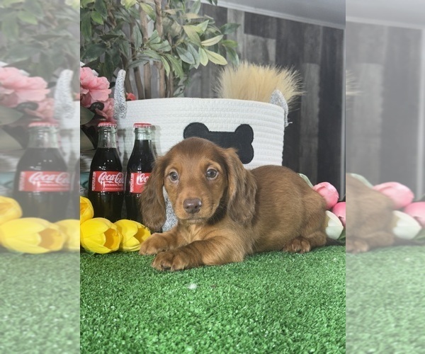 Medium Photo #4 Dachshund Puppy For Sale in CANOGA, NY, USA
