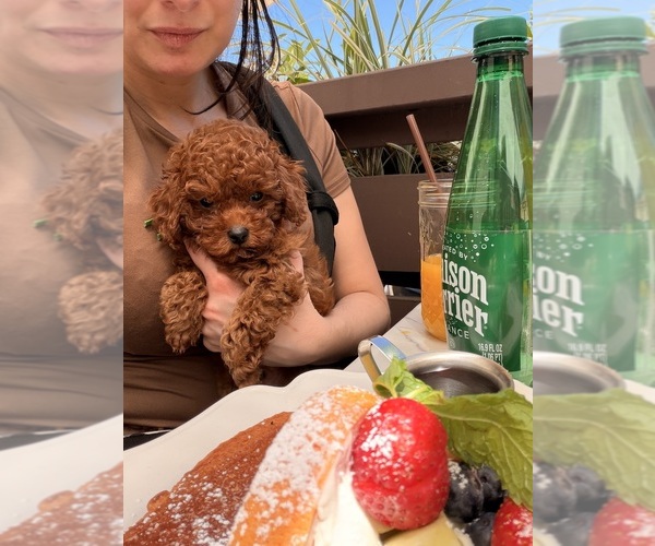 Medium Photo #1 Poodle (Toy) Puppy For Sale in LOS ALTOS, CA, USA