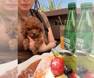 Poodle (Toy) Puppy for sale in LOS ALTOS, CA, USA